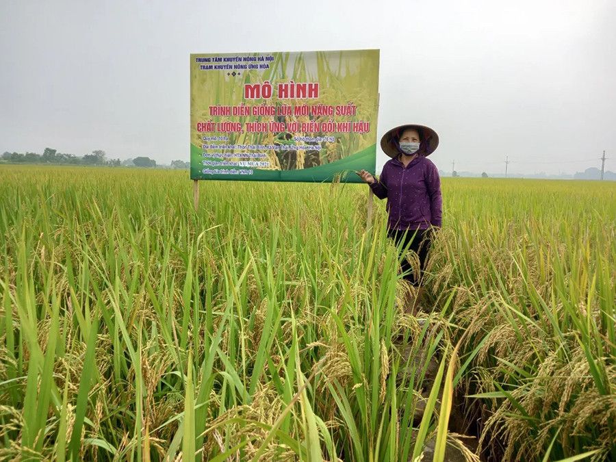chương trình thử nghiệm mô hình gạo phát thải xanh