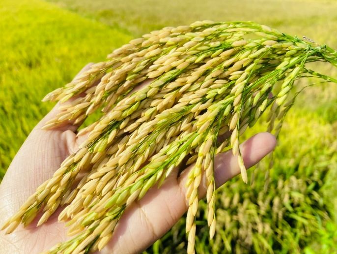 lúa gạo được truy xuất nguồn gốc